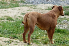 Les Belles Truffes - Bulldog Continental - Femelle - Phrishka des Pipettechorizo