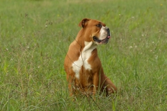 Les Belles Truffes - Bulldog Continental - Femelle - Phrishka des Pipettechorizo