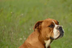 Les Belles Truffes - Bulldog Continental - Femelle - Phrishka des Pipettechorizo