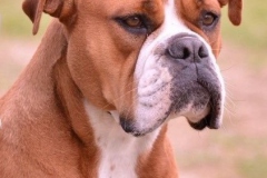 Les Belles Truffes - Bulldog Continental - Femelle - Phrishka des Pipettechorizo