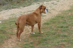 Les Belles Truffes - Bulldog Continental - Femelle - Phrishka des Pipettechorizo