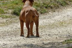 Les Belles Truffes - Bulldog Continental - Femelle - Phrishka des Pipettechorizo