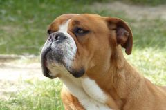 Les Belles Truffes - Bulldog Continental - Femelle - Phrishka des Pipettechorizo