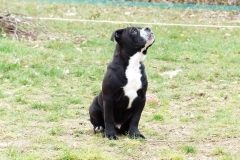 les_belles_truffes_bulldog_continental_elevage_ralph_male_3