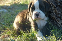 Les Belles Truffes - Boxer - Femelle - Rasta Rockett des Belles Truffes