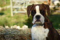 Les Belles Truffes - Boxer - Femelle - Rasta Rockett des Belles Truffes