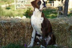 Les Belles Truffes - Boxer - Femelle - Rasta Rockett des Belles Truffes