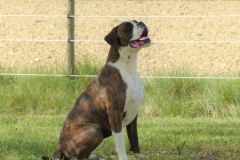 Les Belles Truffes - Boxer - Femelle - Rasta Rockett des Belles Truffes