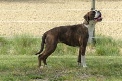 Les Belles Truffes - Boxer - Femelle - Rasta Rockett des Belles Truffes