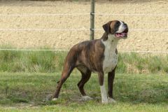 Les Belles Truffes - Boxer - Femelle - Rasta Rockett des Belles Truffes