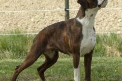 Les Belles Truffes - Boxer - Femelle - Rasta Rockett des Belles Truffes