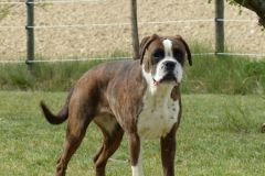 Les Belles Truffes - Boxer - Femelle - Rasta Rockett des Belles Truffes