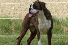 Les Belles Truffes - Boxer - Femelle - Rasta Rockett des Belles Truffes