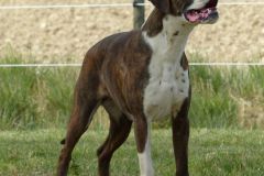 Les Belles Truffes - Boxer - Femelle - Rasta Rockett des Belles Truffes
