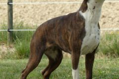 Les Belles Truffes - Boxer - Femelle - Rasta Rockett des Belles Truffes