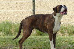 Les Belles Truffes - Boxer - Femelle - Rasta Rockett des Belles Truffes