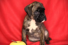 FEMELLE COLLIER JAUNE