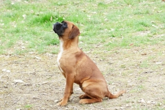 Les Belles Truffes - Boxer - Femelle - Rebelle des Loupiots du Lolazo