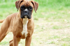 Les Belles Truffes - Boxer - Femelle - Rebelle des Loupiots du Lolazo