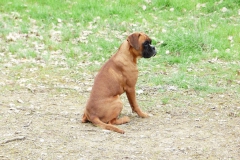 Les Belles Truffes - Boxer - Femelle - Rebelle des Loupiots du Lolazo