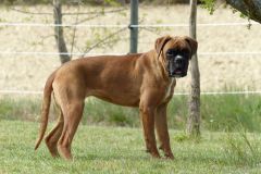 Les Belles Truffes - Boxer - Femelle - Rebelle des Loupiots du Lolazo