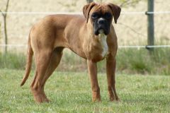 Les Belles Truffes - Boxer - Femelle - Rebelle des Loupiots du Lolazo