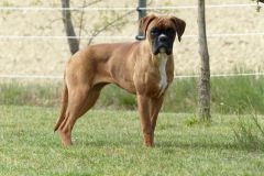 Les Belles Truffes - Boxer - Femelle - Rebelle des Loupiots du Lolazo