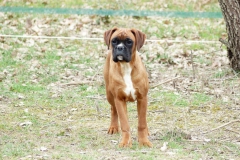Les Belles Truffes - Boxer - Femelle - Rebelle des Loupiots du Lolazo