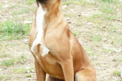 Les Belles Truffes - Boxer - Femelle - Rkelly de Bellemanie