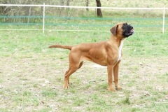 Les Belles Truffes - Boxer - Femelle - Rkelly de Bellemanie