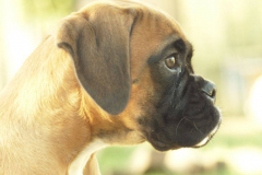 Les Belles Truffes - Boxer - Femelle - Rkelly de Bellemanie