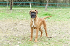 Les Belles Truffes - Boxer - Femelle - Rkelly de Bellemanie