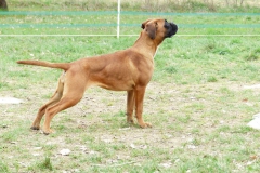 Les Belles Truffes - Boxer - Femelle - Rkelly de Bellemanie