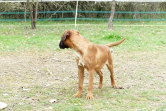 Les Belles Truffes - Boxer - Femelle - Rkelly de Bellemanie