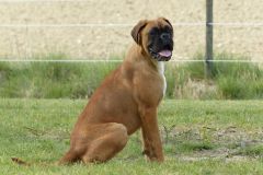 Les Belles Truffes - Boxer - Femelle - Rkelly de Bellemanie