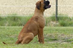 Les Belles Truffes - Boxer - Femelle - Rkelly de Bellemanie