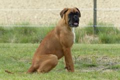 Les Belles Truffes - Boxer - Femelle - Rkelly de Bellemanie