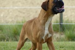 Les Belles Truffes - Boxer - Femelle - Rkelly de Bellemanie