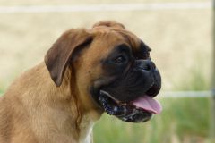 Les Belles Truffes - Boxer - Femelle - Rkelly de Bellemanie