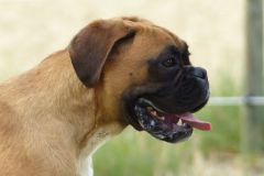 Les Belles Truffes - Boxer - Femelle - Rkelly de Bellemanie