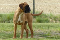 Les Belles Truffes - Boxer - Femelle - Rkelly de Bellemanie