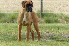 Les Belles Truffes - Boxer - Femelle - Rkelly de Bellemanie