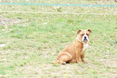Les Belles Truffes - Elevage - Bulldog Continental - Femelle - R'Mione Des Belles Truffres