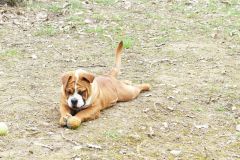 Les Belles Truffes - Elevage - Bulldog Continental - Femelle - R'Mione Des Belles Truffres