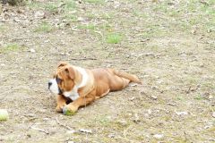 Les Belles Truffes - Elevage - Bulldog Continental - Femelle - R'Mione Des Belles Truffres