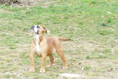 Les Belles Truffes - Elevage - Bulldog Continental - Femelle - Robine Wood des Belles Truffes