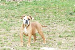 Les Belles Truffes - Elevage - Bulldog Continental - Femelle - Robine Wood des Belles Truffes