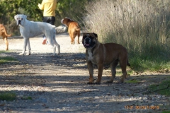 Les Belles Truffes - Bulldog Continental - Femelle - Oxane (sans affixe)