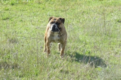 Les Belles Truffes - Bulldog Continental - Femelle - Oxane (sans affixe)