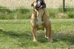 Les Belles Truffes - Bulldog Continental - Femelle - Oxane (sans affixe)